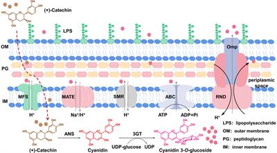 Identification of Escherichia coli multidrug resistance transporters involved in anthocyanin biosynthesis